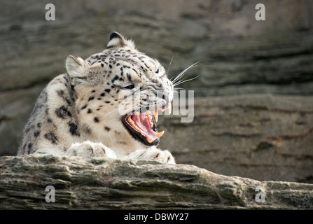 Female snow leopard snarling Stock Photo