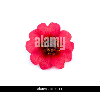 bright beautiful red rose is on a white background Stock Photo