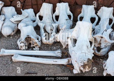 Skulls of black rhino (Diceros bicornis), natural mortality, Save the Rhino Trust field camp, Damaraland, Kunene, Namibia Stock Photo