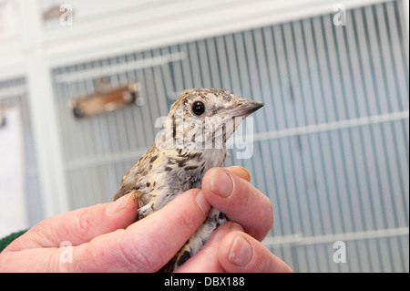 Close up of a young bird in an animal rescue centre. Stock Photo