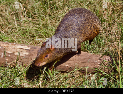 agouti agoutis rodent rodents 