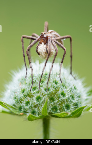 Female nursery web spider carrying an egg sac Stock Photo