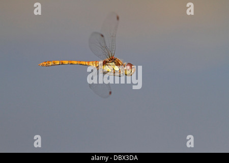Common Darter dragonfly in flight Stock Photo