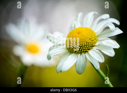 Ox eye daisies (Leucanthemum vulgare) Stock Photo