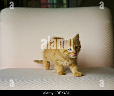 Close up funny hungry orange ginger tabby kitten licking lips when called to dinner indoors, indoor domestic cats Fs 8.63MB, cute baby animals Stock Photo
