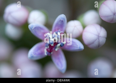 SMALL BLUE STAR SHAPED FLOWER OF DICHROA FEBRIFUGA HYDRANGEACEAE Stock Photo