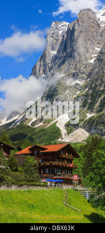 Spring flowers near Grindelwald, Bernese Oberland, Switzerland. Stock Photo