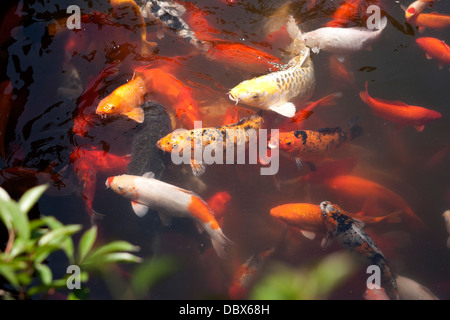 Carp fish in pond at Huxinting (heart-of-lake), 'The Willow Pattern Tea House', Shanghai, China. Stock Photo