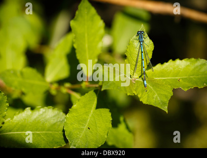 a common blue damselfly resting on a leaf Stock Photo - Alamy