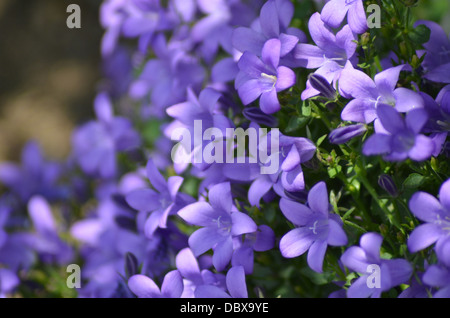 Field of purple bell flowers (campanula)