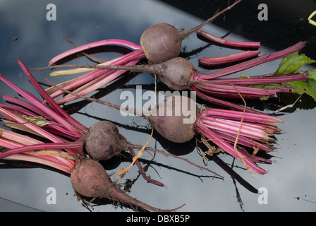 baby beetroots Stock Photo