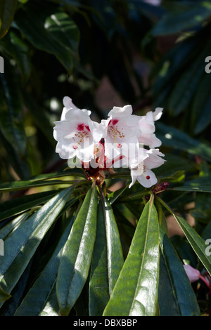 Rhododendron calophytum var openshawianum Stock Photo