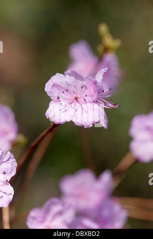 Rhododendron mucronulatum Var. chejuense Stock Photo