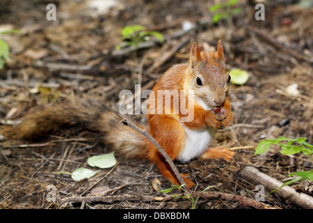 Squirrel sitting on the ground and eats a nut Stock Photo