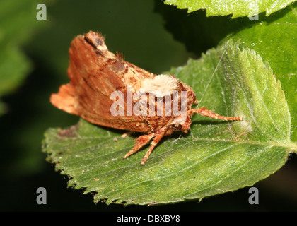 Coxcomb Prominent moth (Ptilodon capucina) posing on a leaf (9 close-ups from different angles in series) Stock Photo