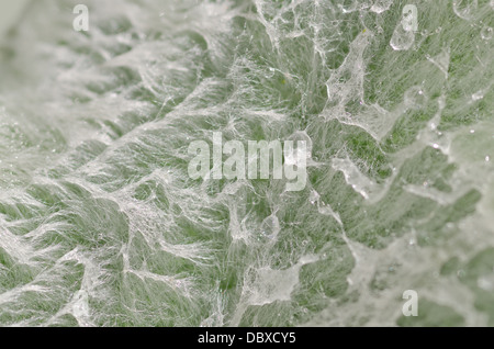 Lamb's ear or lamb tongue plant after new growth in spring showing fine surface covered in fluff hairs and rain droplets Stock Photo