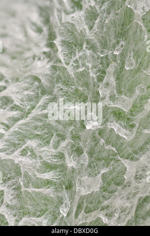 Lamb's ear or lamb tongue plant after new growth in spring showing fine surface covered in fluff hairs and rain droplets Stock Photo