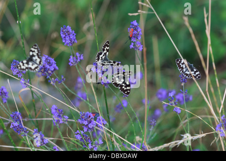 Marbled White butterflies and Burnett moths feed on lavender near Thoard in Provence Stock Photo