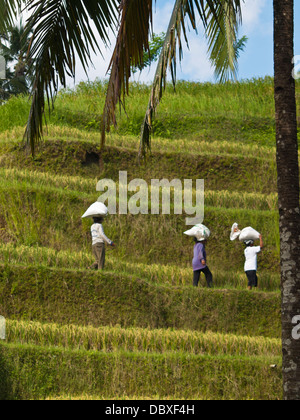 Carrying rice bags in the head at Jatiluwih rice terraces in Bali island, Indonesia Stock Photo