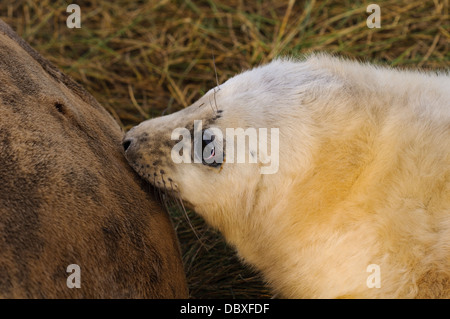 A grey seal pup (Halichoerus grypus) suckling from its mother on flattened grass in the sand dunes at Donna Nook, Lincolnshire. Stock Photo