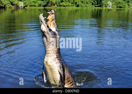 Brazil, Pantanal: Caiman yacare jumping out of the river Stock Photo