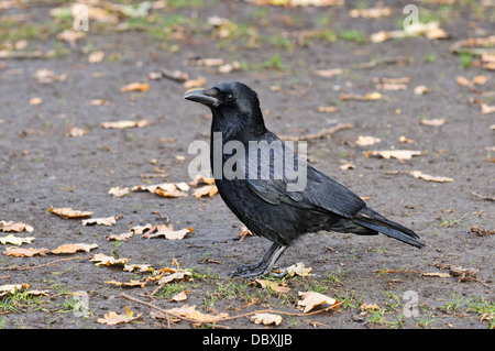 A carrion crow (Corvus corone) standing amongst fallen oak leaves on muddy ground in Greenwich Park, London. December. Stock Photo