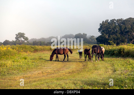 Florida Cracker foal and herd grazing. Stock Photo