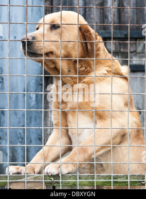 Yellow Labrador dog in kennel behind fence waiting and looking for owners Stock Photo
