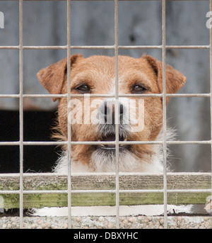Jack Russell Terrier dog in kennel behind fence waiting and looking for owners Stock Photo