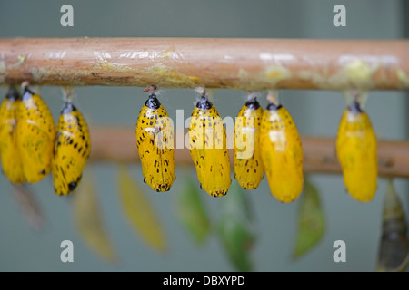 Tropical butterfly pupae in butterfly house. Attached to bamboo canes prior to emergence Stock Photo