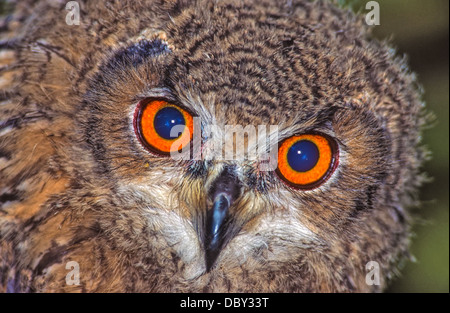 Owls are a group of birds that belong to the order Strigiformes, constituting 200 extant bird of prey species. Stock Photo