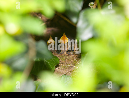 three robin chicks in a nest hidden in ivy, with their beaks open waiting to be fed Stock Photo