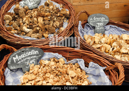 Amsterdam Netherlands Holland Europe mushroom fungi display stall in the Noordermarkt Stock Photo