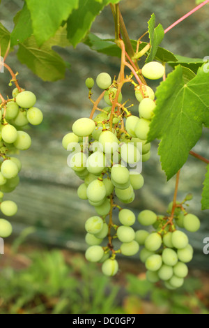 Ripening green grape on the vine in summer Stock Photo