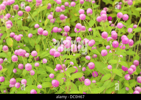 Globe amaranth or Gomphrena globosa flower in the garden Stock Photo