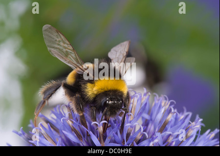 Bumble bee on an Echinops flower. Stock Photo