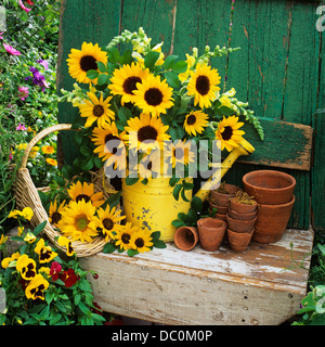 SUNFLOWERS IN WATERING CAN OLD FLOWER POTS AND BASKET BY WEATHERED WOOD Stock Photo