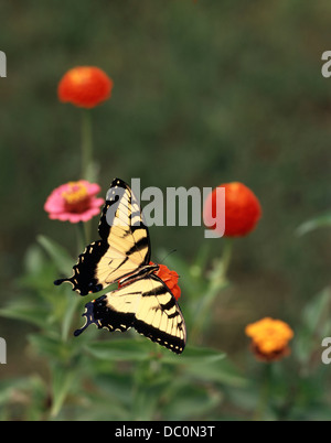 BUTTERFLY EASTERN TIGER SWALLOWTAIL Stock Photo