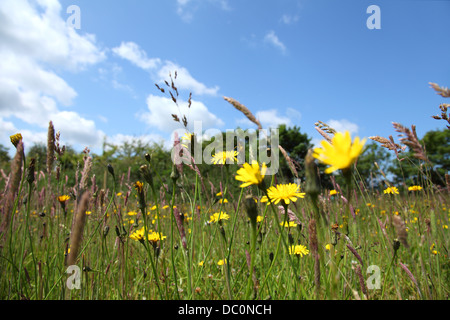 Lush green meadow grass with Yellow Dandelion ( Taraxacum officinale ) set against a crisp blue sky with white clouds. Stock Photo