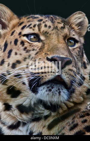 Amur Leopard (panthera pardus orientalis) Stock Photo