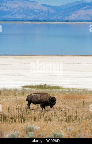 Bison (American Buffalo) on Antelope Island, Antelope Island State Park, Great Salt Lake, Utah, USA Stock Photo
