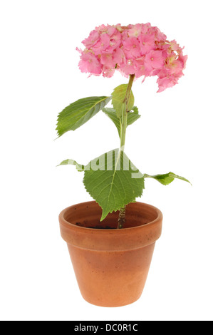 Pastel pink hydrangea flower in a terracotta plant pot isolated against white Stock Photo