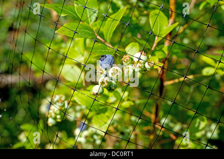 A black protective mesh covering blueberries from animals and birds. Stock Photo