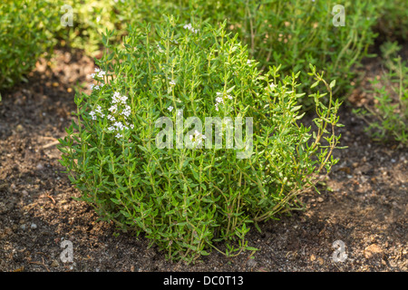 Blooming Common Thyme (Thymus vulgaris) Stock Photo