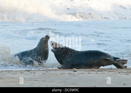 Grey seal [Halichoerus grypus] Males fighting. December. Norfolk. Stock Photo