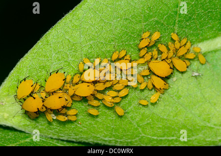 Orange Milkweed aphids on a milkweed leaf. Stock Photo