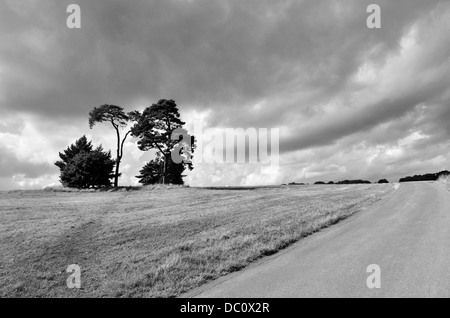 Moody Trees Clouds and path in Ashton Court Bristol UK England Black and White B&W Stock Photo