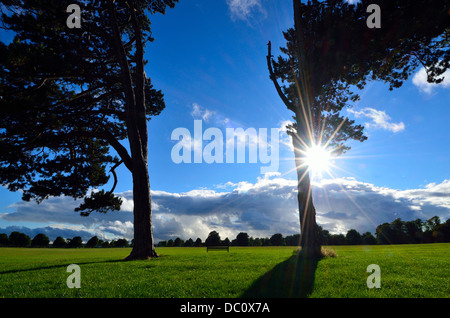 Bristol Durdham Clifton Downs, UK. Scots Pine Trees and bench with the sun shining through blue sky and light clouds. Silhouette Stock Photo