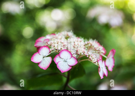 Flowerheads (corymbs or panicles) of pink and white hyderangea serrata Kiyosumi, in summer Stock Photo