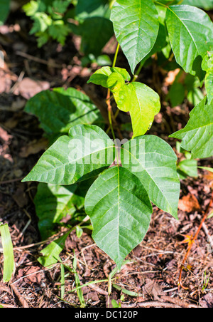 Poison ivy plant, New Jersy, USA Stock Photo